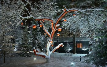 Акварели 01 Зима Ночь Апельсиновое дерево